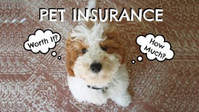 Pet Insurance | Is It Worth It? How Does It Work?