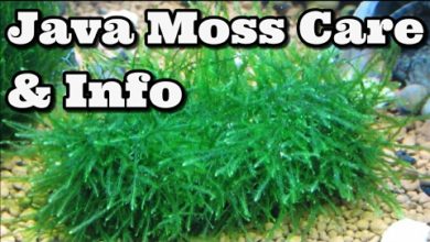 Java Moss Care And Information