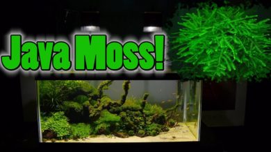 How To Grow Aquarium Moss & Liverwort: Java Moss part 3