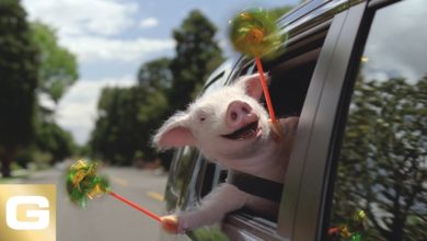 Maxwell The Pig - GEICO Insurance