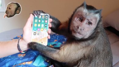 Monkey unboxing iPhone X