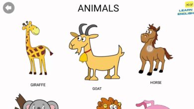 اسماء الحيوانات بالانجليزي  - تعلم اللغة الانجليزية - Learn English For kids