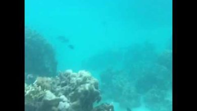iPhone 7 - video capturing in Sea water آيفون ٧ - تصوير تحت الماء