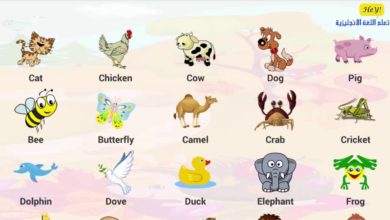 تعلم اسماء الحيوانات بالانجليزي للاطفال بطريقة ممتعة - تعلم اللغة الانجليزية