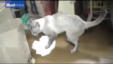 قطة مدربة تساعد صاحبها في الأعمال المنزلية ومسح الأرضية بطريقة متقنة