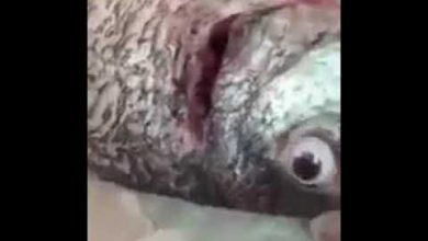 وزارة التجارة الكويتية تغلق محلاً لبيع الأسماك يضع عدسات مزيفة للأسماك لتبدو على ا