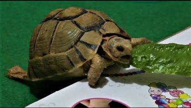 tortoise eating lettuce: play with Tortoise : my cute pet