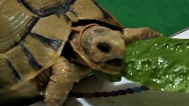 tortoise eating lettuce: play with Tortoise 🐢 : pets for kids