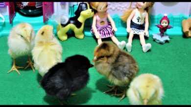 baby chicks feeding : play with baby chicks 🐤 : chicks eating eggs :  3 days old chicks