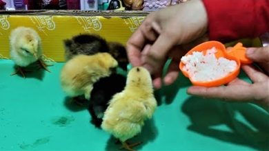 baby chicks 4 days old :  🐤  chicks eating Cooked rice