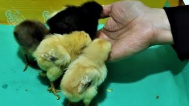 Chicks eating zucchini for kids
