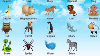 تعلم اسماء الحيوانات بالانجليزي للاطفال بطريقة ممتعة   تعلم اللغة الانجليزية | Learn Names Animals