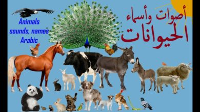 🦀 🦈🐪🦚🐩 🐈 🐍 🦃🐿 Sounds and Arabic names of animals  أصوات وأسماء الحيوانات