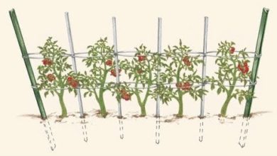 كيفية تثبيت الدعامات للطماطم السلكية  -  How to  Stake Indeterminate Tomato