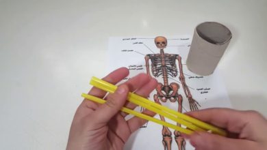 كيفية عمل مجسم الهيكل العظمي