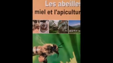 الحلقة 26 دورة حياة العاملة من البيض حتى نهاية حياتها/تربية النحل في متناول الجميع