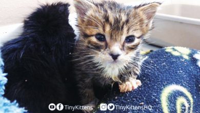 LIVE: Blind feral cat Harriet, Mirok and two orphan kittens!  TinyKittens.com